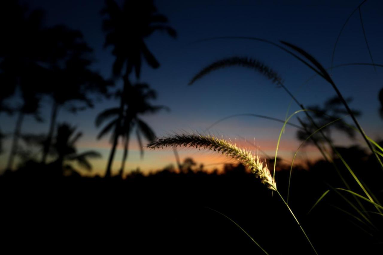 Angsoka Bungalow Ubud Dış mekan fotoğraf